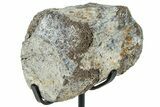 Fossil Hadrosaur Caudal Vertebra w/ Metal Stand - Texas #250271-1